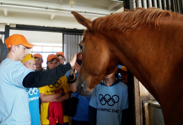 OLD-27-06-2014-horses