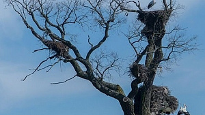 Аист стал бы отличным символом II Евроигр - Скрыпник