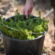 Неделя леса 34