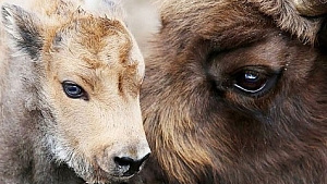 Зубренок и василек могли бы стать талисманами Евроигр в Минске - легкоатлеты