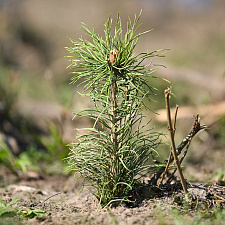 Неделя леса 29